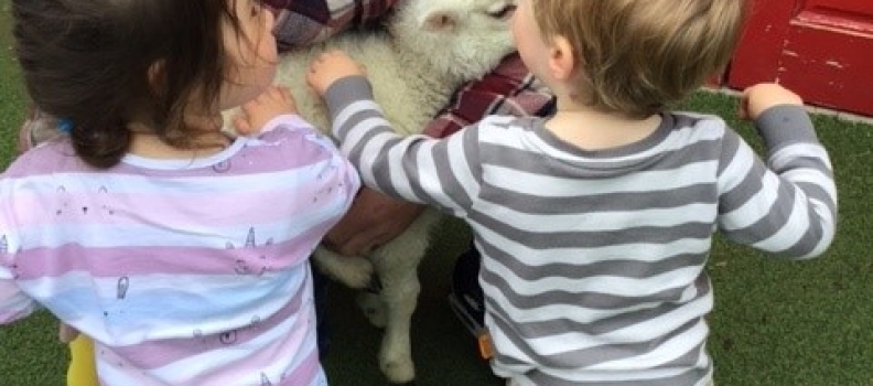 Lamb Visit